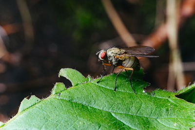 Profile close up of fly standing on a leaf