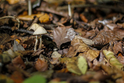 Full frame shot of dry leaves on field