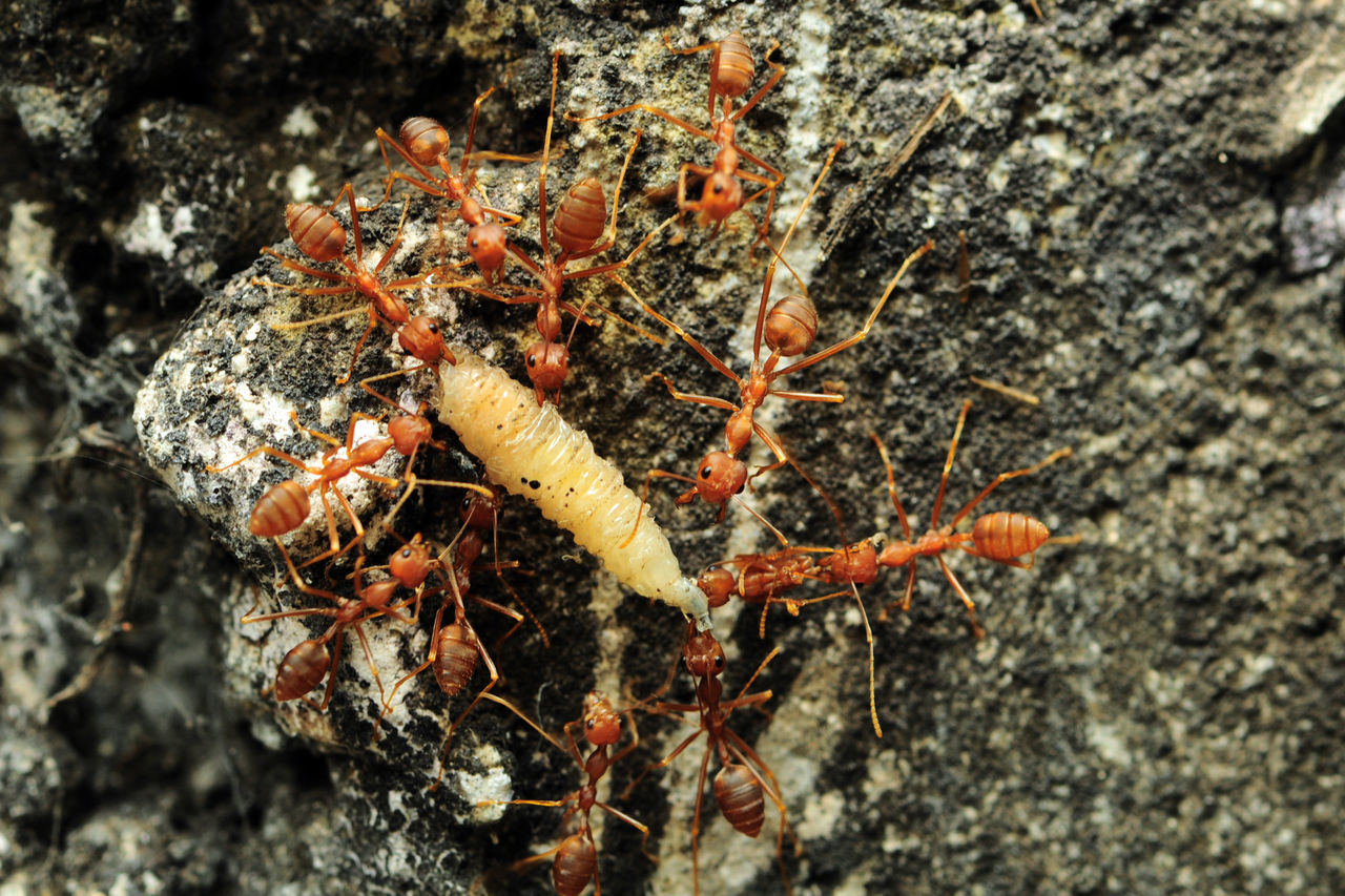 CLOSE-UP OF INSECT ON ROCK AGAINST TREE