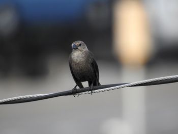 Close-up of bird perching on metal