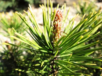 Close-up of grass