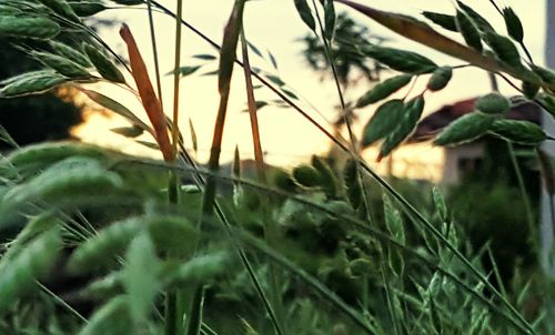 Close-up of plant