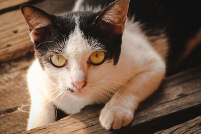 Close-up portrait of cat sitting on wood