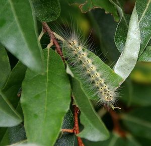 Close-up of insect on leaves