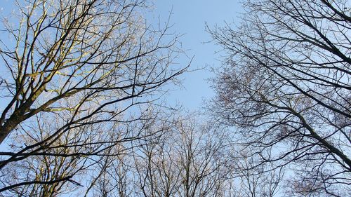Low angle view of bird on branch against sky