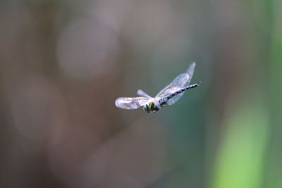 Close-up of insect flying