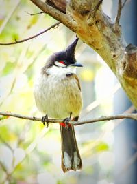 Close-up of bird perching on a tree