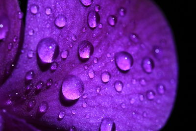 Close-up of water drops on pink rose