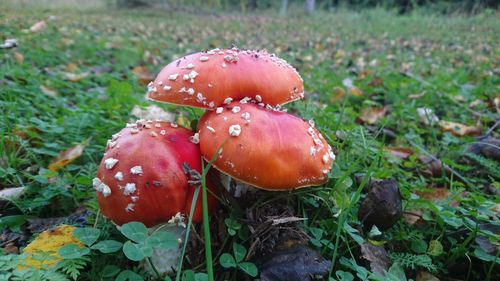 Close-up of fly agaric mushroom on field