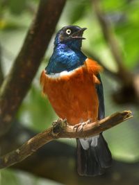 Superb starling from tanzania