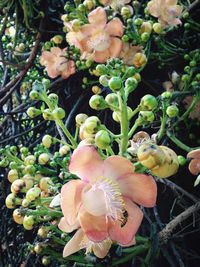 Close-up of pink flower blooming in park