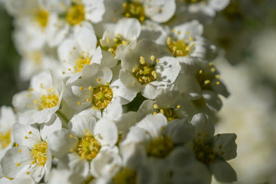 Close-up of white flowering plant