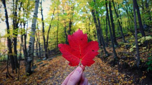 Person holding maple leaf in forest
