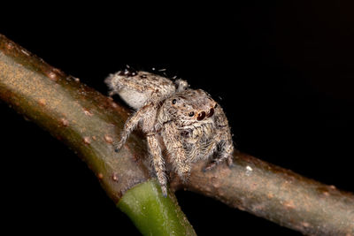 Close-up of insect on leaf against black background