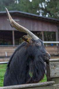Close-up of an animal