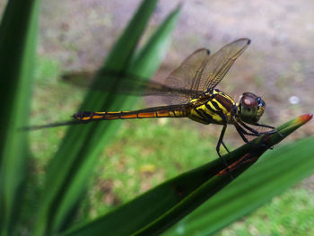 Close-up of dragonfly on leaf