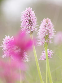 Close-up of pink flowering plant