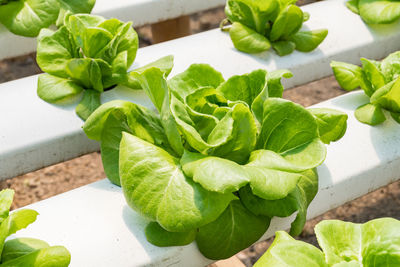 High angle view of green leaves on plant