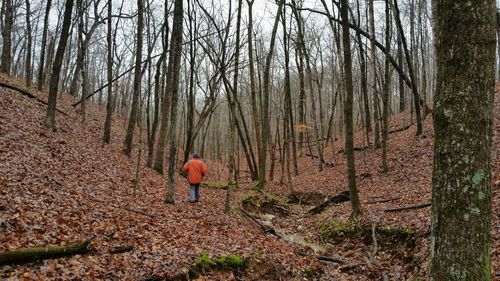 Bare trees in forest