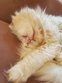 Close-up of a cat resting at home