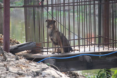 Monkey in cage at zoo