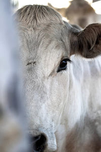 Portrait of white horse