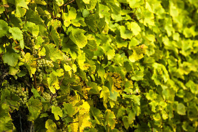 Full frame shot of fresh green leaves