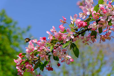 Close-up of insect on pink cherry blossom