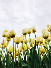 Low angle view of yellow flowering plants against sky