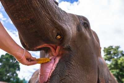 Person feeding banana to elephant