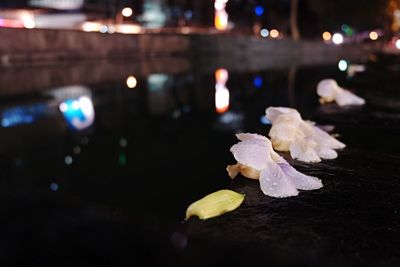 Close-up of illuminated flower at night