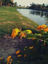 Close-up of yellow flowering plants