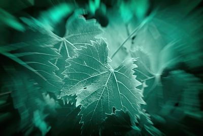 Close-up of raindrops on leaves