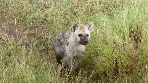 Hyena on grassy field