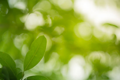 Close-up of plant leaves