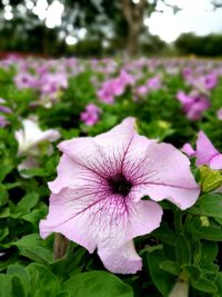 Close-up of purple flower