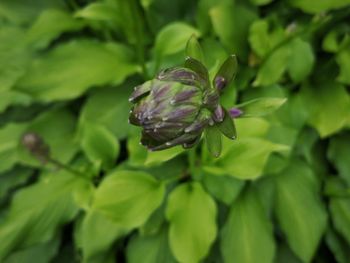 Close-up of purple flowering plant