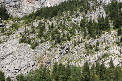 High angle view of pine tree in forest