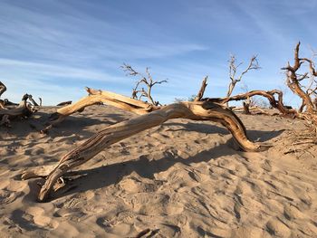 Sand dune in desert against sky