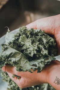 Close-up of hand holding fresh lettuce