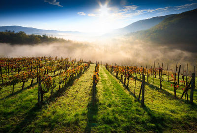 Panoramic view of vineyard against sky