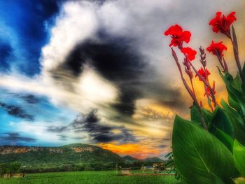 Close-up of flowers against cloudy sky