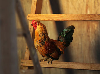 Close-up of chicken on wooden ladder