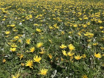 High angle view of yellow flowering plants on field