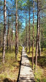 Boardwalk amidst trees in forest