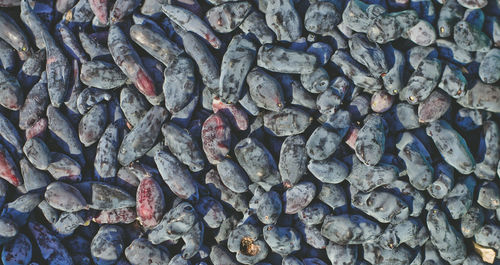 Full frame shot of shells