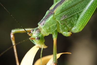 Close-up of insect on leaf