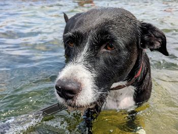 Close-up portrait of dog