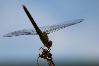 Dragonfly on ground