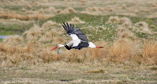 Bird flying over a field